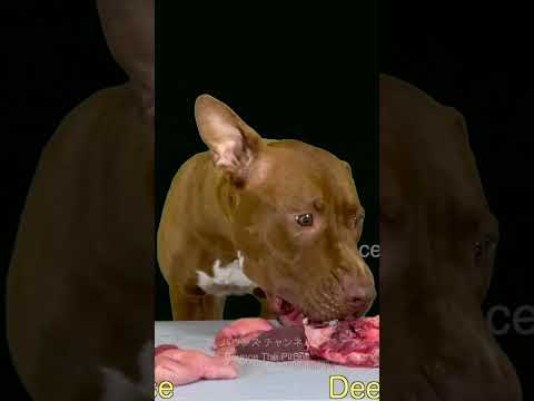 閲覧注意⚠️生肉を食べまくるピットブル(YouTube)