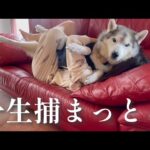 もはや姉に確保されたくて一生ちょっかいをかけ続けるシベリアンハスキー、姉のお腹の上は温かいことを知る。(YouTube)