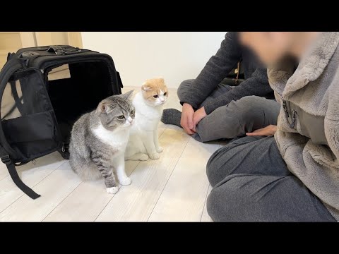 1ヶ月間一緒に過ごした家族とお別れしようとしたら猫たちがこうなっちゃいました…(YouTube)