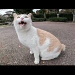 人懐っこいミルクティー猫がお腹を見せて、ひざにのって甘えてきた(YouTube)