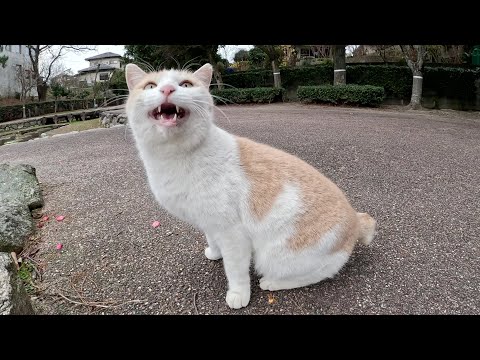 人懐っこいミルクティー猫がお腹を見せて、ひざにのって甘えてきた(YouTube)
