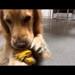 もってきたよ！(YouTube)