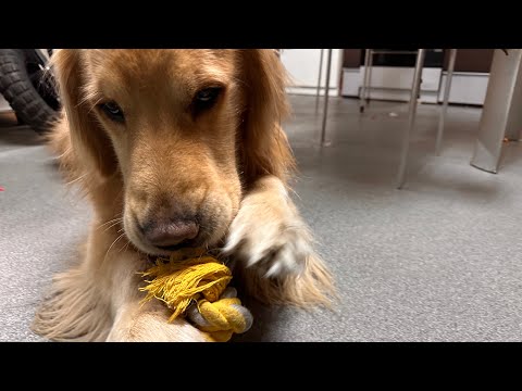 もってきたよ！(YouTube)