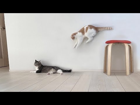 兄の背中に勢いよくダイブしたイタズラ猫がこの後大変なことに…(YouTube)