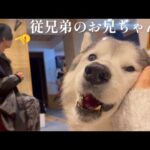 数年ぶりに会った従兄弟のお兄ちゃんの風貌が変わり過ぎてて、もはやほとんど覚えていないシベリアンハスキー(YouTube)