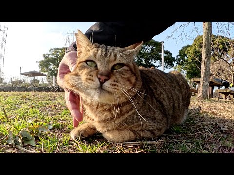 ほっぺたムニムニマッサージが大好きなボス猫さん(YouTube)