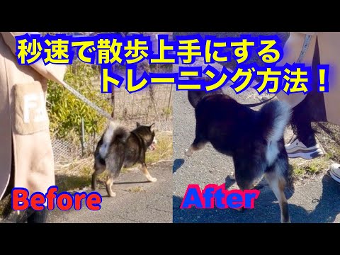 【柴犬散歩トレーニング】秒単位で変化していきます！（飼い主に7針縫う怪我を負わせた犬）　@pochipapa(YouTube)