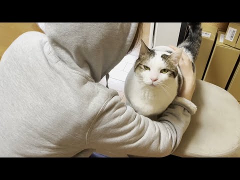 「お母さんは肩に乗れと言うけれど」と困ってしまう猫(YouTube)
