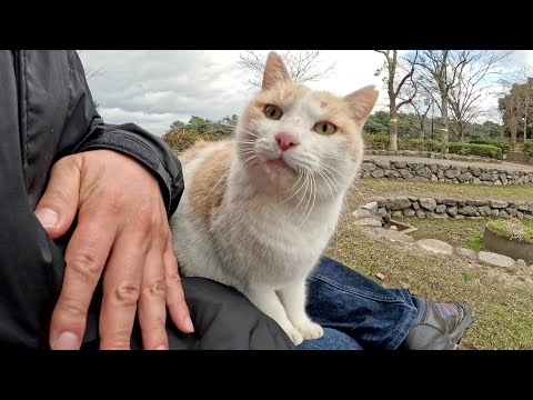 ミルクティー猫ちゃんが「ひざにのせろ～！」と要求してきた(YouTube)