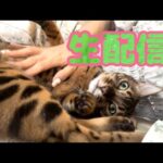 【生配信1/28】 まだまだ寒い1月の夜は猫でも見てほっこりしときやぁ生配信(YouTube)
