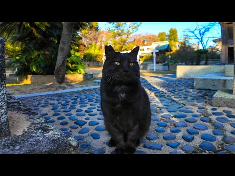 近所の神社に初詣に行ったら黒猫ちゃんが出迎えてくれた(YouTube)