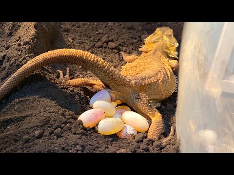 トカゲの命がけな産卵現場が凄すぎる…！！！(YouTube)