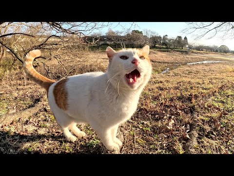 パトロール終わりの茶シロ猫が人間と一緒にベンチへ移動して休憩する(YouTube)