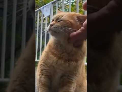 控えめに甘えてくる猫が可愛すぎる…(YouTube)