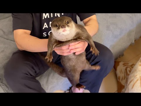 カワウソは魚の匂いの息を嗅ぐとどうなる…？ Otter fall asleep when smell fish breath…(YouTube)