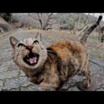 ダミ声で鳴くサビ猫と可愛い声で鳴くサバシロ猫(YouTube)