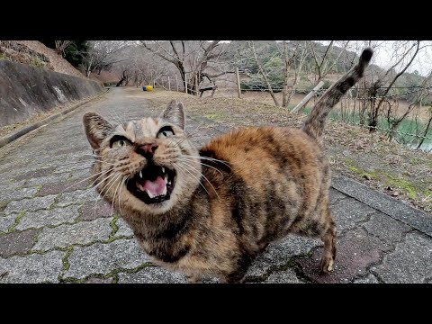 ダミ声で鳴くサビ猫と可愛い声で鳴くサバシロ猫(YouTube)