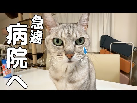 急遽マロとチロを病院へ連れて行ったら大変でした…！(YouTube)