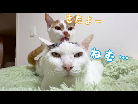 寝る時間は兄と姉に甘えるのに忙しい子猫トロしゃんｗ(YouTube)