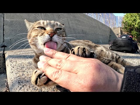 アメショー猫をモフっていたら、お礼に指を舐めてくれた(YouTube)