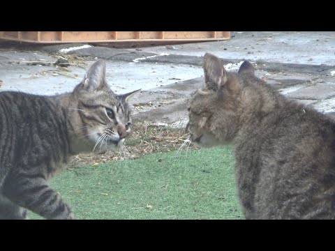チビ猫が女帝に決闘を挑んだら悲惨な結果に(YouTube)