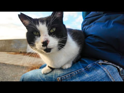 防波堤を歩いてきた黒白猫を撫でると膝の上に乗ってきた(YouTube)