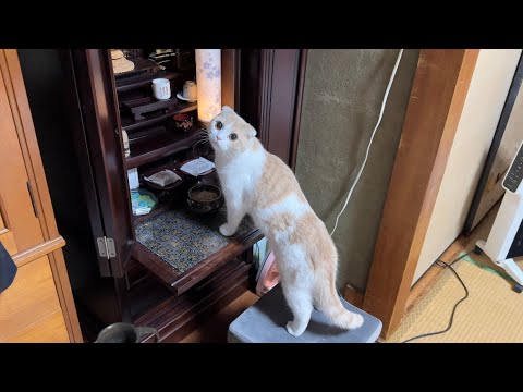 初めてじいじの仏壇を見た猫がまさかの行動に出ました…(YouTube)
