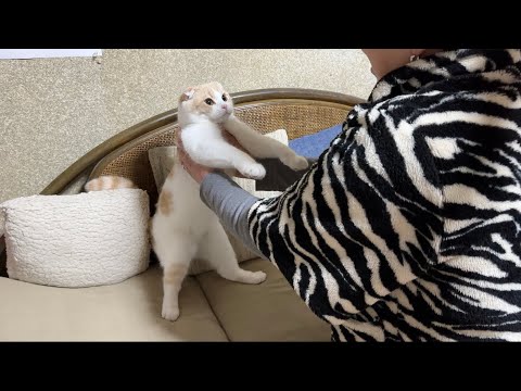 イタズラしすぎてついにばあばに怒られた猫がこうなっちゃいました…(YouTube)