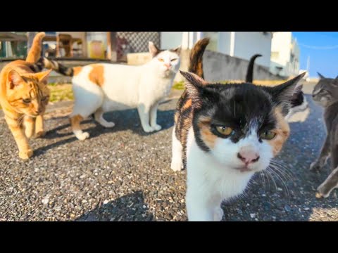 顔見ると駆け寄ってくる子猫達がかわい過ぎる(YouTube)