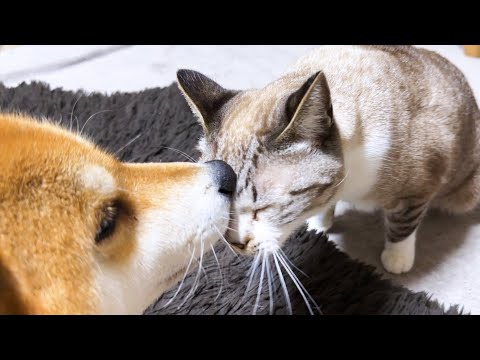 甘えたい時う～んって鳴く猫が可愛すぎます(YouTube)