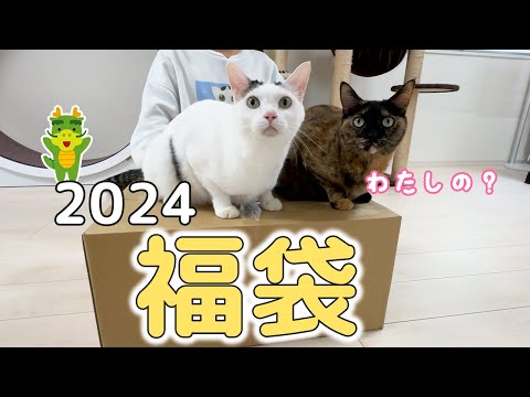 【2024】今年も猫用福袋を開封します！(YouTube)