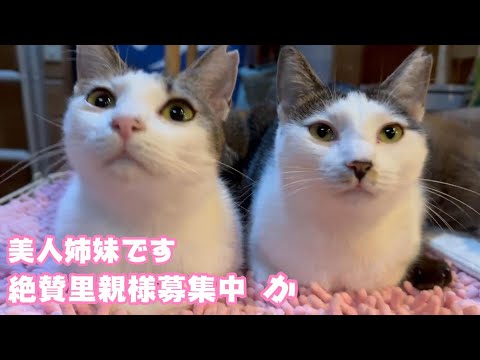 性格の良い美人姉妹 絶賛里屋様募集中・・・か　2024 01 25 2(YouTube)