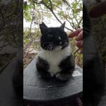 猫ハウスの上で香箱座りするバットニャン #cat #ねこ # #野良猫(YouTube)