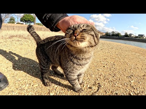 無邪気なキジトラ猫が気難しいボス猫の縄張りに入ってしまった結果…(YouTube)
