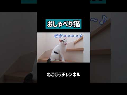 お喋りして歌える猫がこちらです！ #shorts(YouTube)