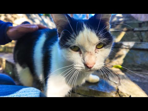 公園の猫ちゃん達がかわい過ぎる(YouTube)