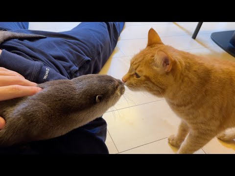 抱っこの順番待ちをしているカワウソと猫 Otter and cat waiting for their turn to be cuddled(YouTube)
