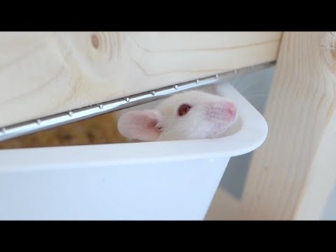作ったばかりのネズミマンションに大問題が発生しました(YouTube)