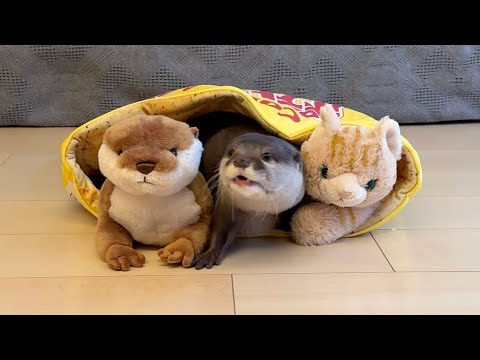 完全にぬいぐるみと同化してしまったカワウソ Otter completely assimilated into stuffed animal(YouTube)
