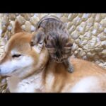 柴犬に甘えたくて出たり入ったりする可愛い子ども猫(YouTube)