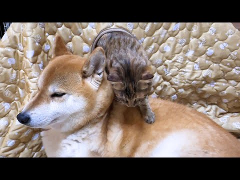 柴犬に甘えたくて出たり入ったりする可愛い子ども猫(YouTube)