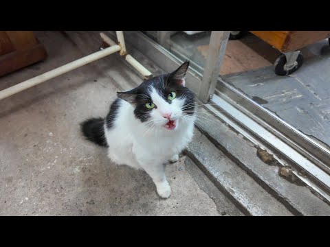 店内で接客をする猫店長と遊びにきた近所の猫(YouTube)