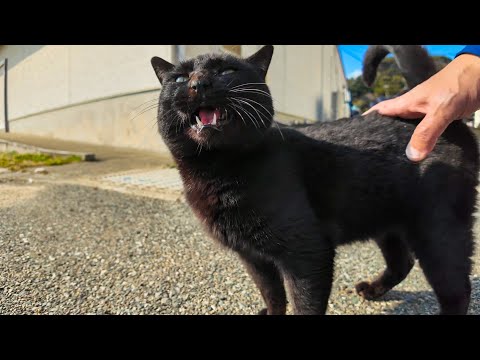 腰トントンに喜ぶ黒猫ちゃん(YouTube)