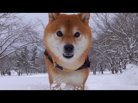柴犬ハチ、久々の雪でこうなる。(YouTube)