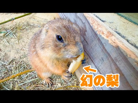舌が肥えてきたプレーリードッグに”幻の梨”をあげてみると・・・!?(YouTube)