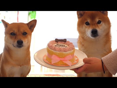 柴犬、妹の誕生日会で想定外のアクシデント。(YouTube)