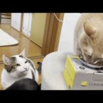 暗黙のルールを絶対に守る猫(YouTube)