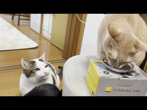 暗黙のルールを絶対に守る猫(YouTube)