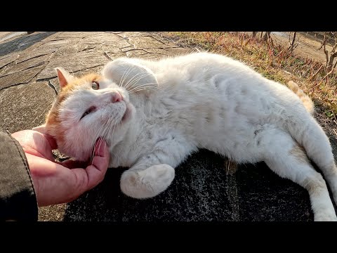 茶シロ猫が人間の後を追いかけてベンチまで移動し、ヘソ天ポーズになって甘えてくる(YouTube)