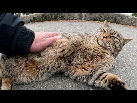 キジトラ猫をモフっているとお腹丸出しのポーズになって脱力した(YouTube)